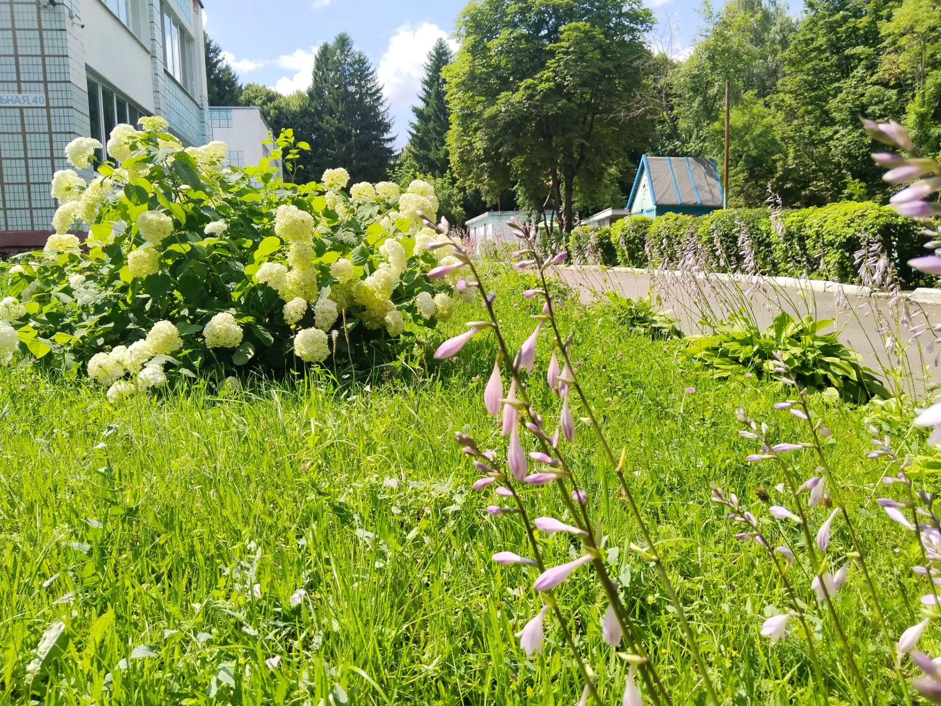☀️Лето в ярком цвете! 🌺🐝

Клумбы благоухают🌼, а в их нежных объятиях ищут приют маленькие обитате