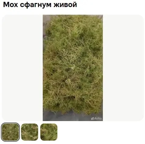 Жители ХМАО начали продавать мох