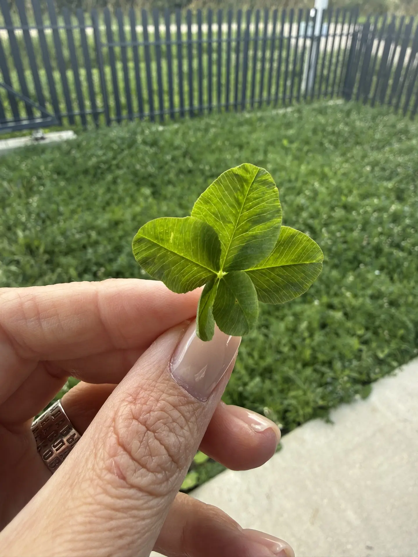 Оказывается существует пятилистный клевер!🍀