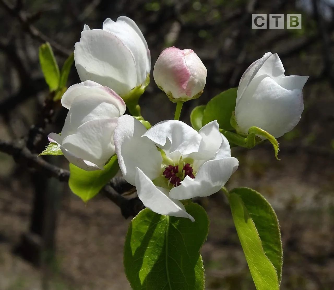 ✨Доброе утро, друзья!  🌸Приветствуем наступающий день, наслаждаясь чарующими снимками цветущего Пось