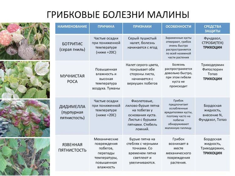 Грибковые заболевания малины: причины, методы борьбы

Сладкие ягоды малины любят дети и взрослые. Но