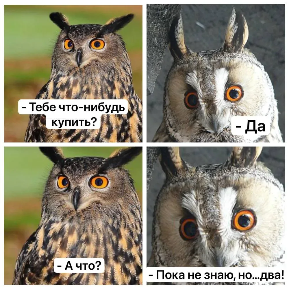 Мы или не мы? 😄

Совушки 🦉