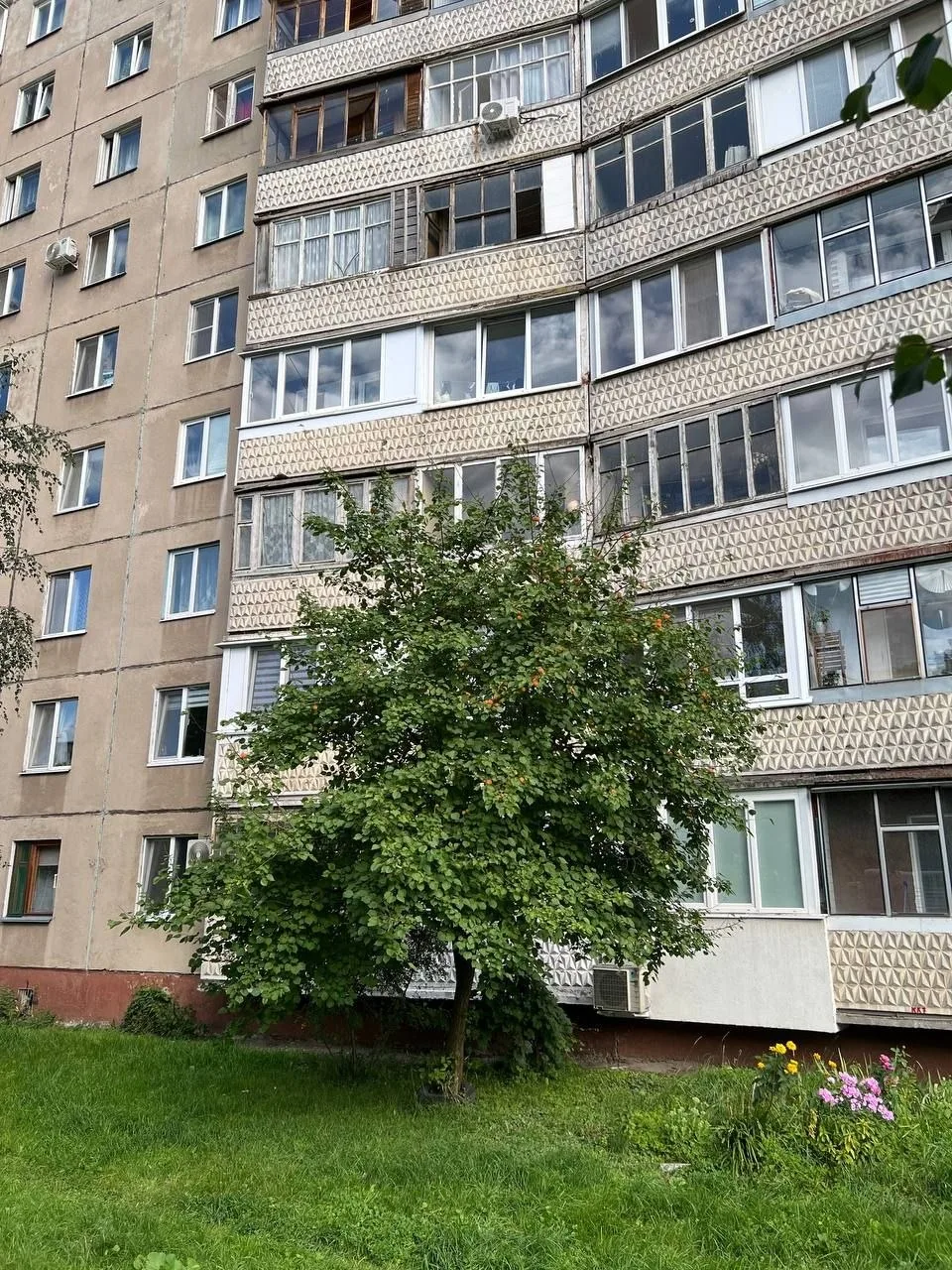 В одном из дворов города созревает урожай абрикосов. Плодовое дерево растет прямо под окнами многоэт