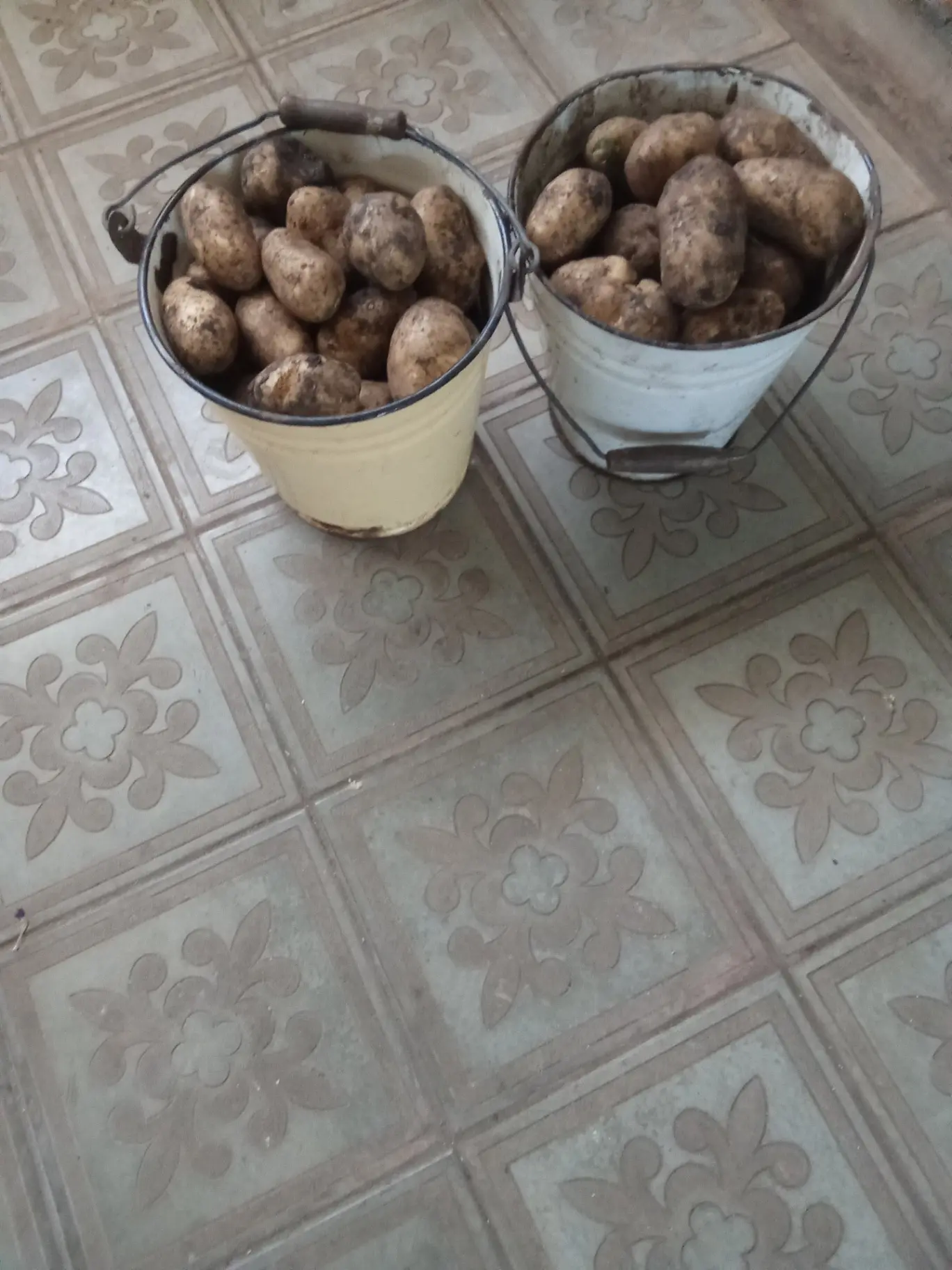 Продам крупный картофель
