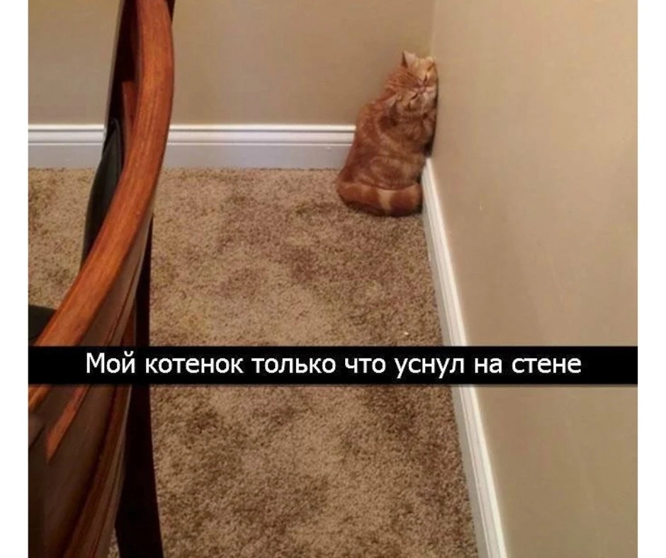Мягкий кот