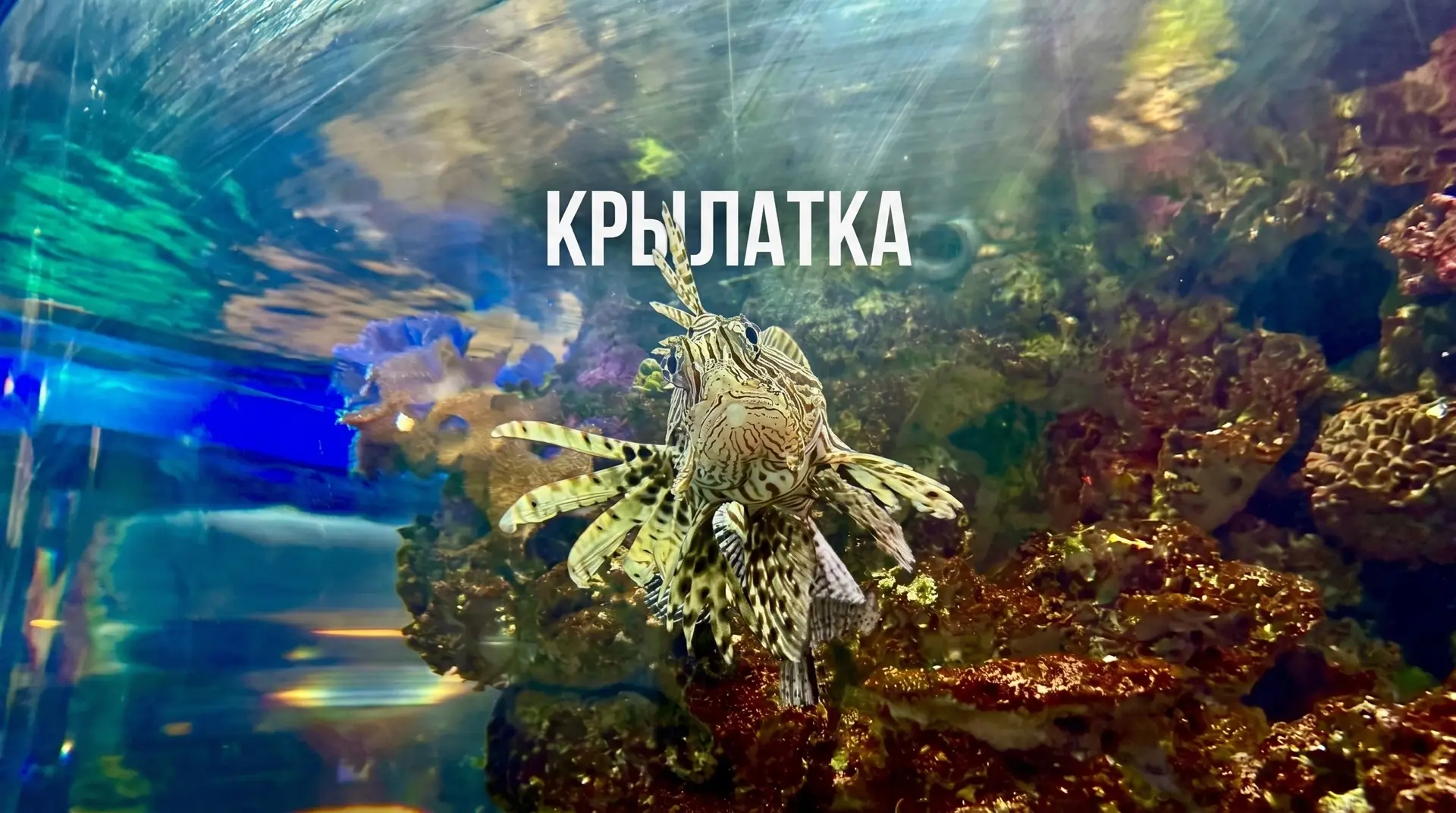 Крылатка – настоящий ниндзя подводного мира 😎 Её охота – это сочетание выдержки и молн...