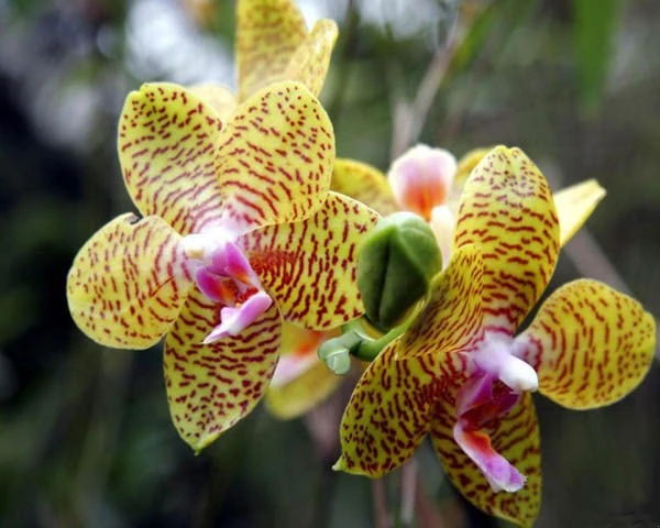 Орхидея "тигр" (Grammatophyllum speciousum)