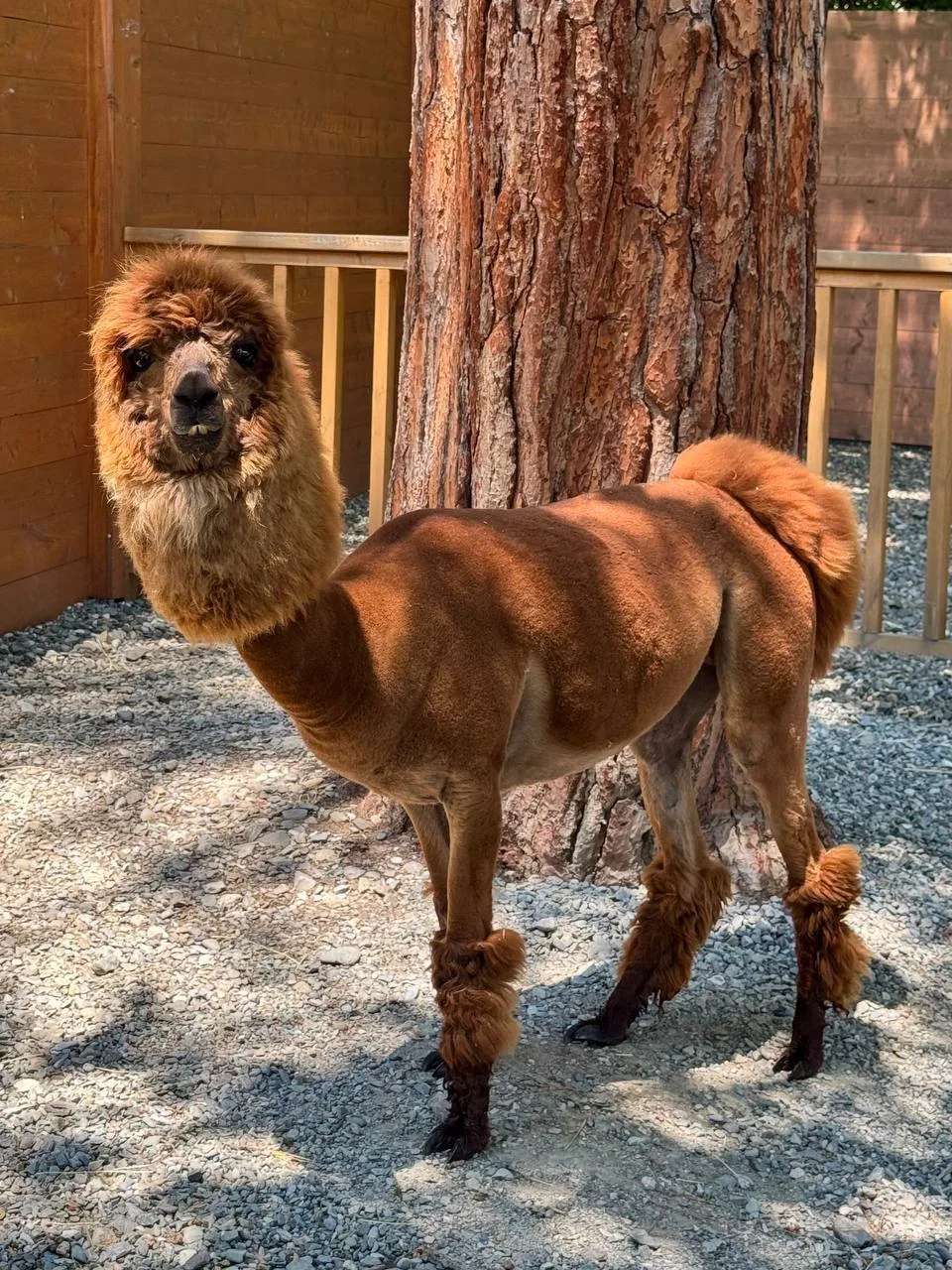 🦙 Альпака из Альпака парка обзавелась новой модной стрижкой