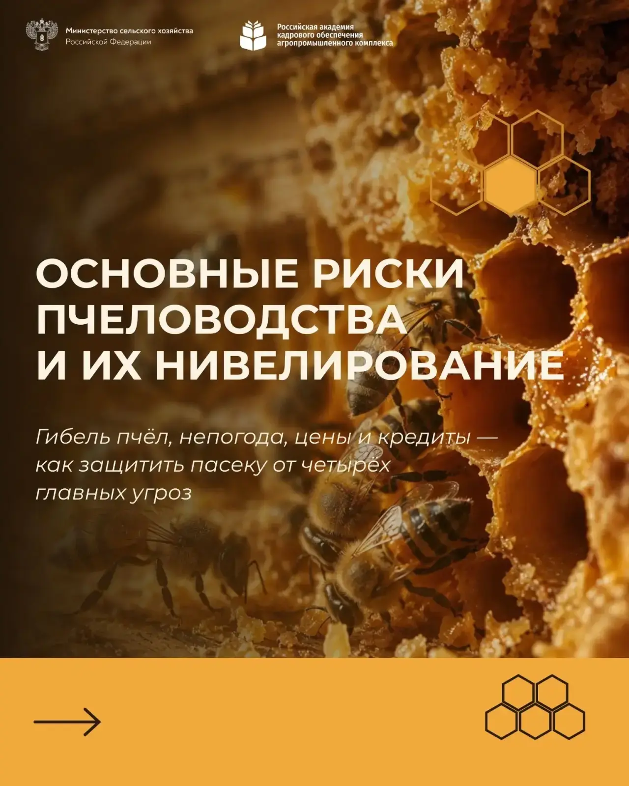 Пчеловодство как бизнес: риски отрасли и способы их снижения.