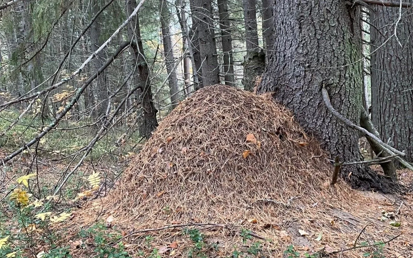 ✅🐜Муравейники – невидимые архитекторы лесных экосистем

В лесах особо охраняемых природных территор