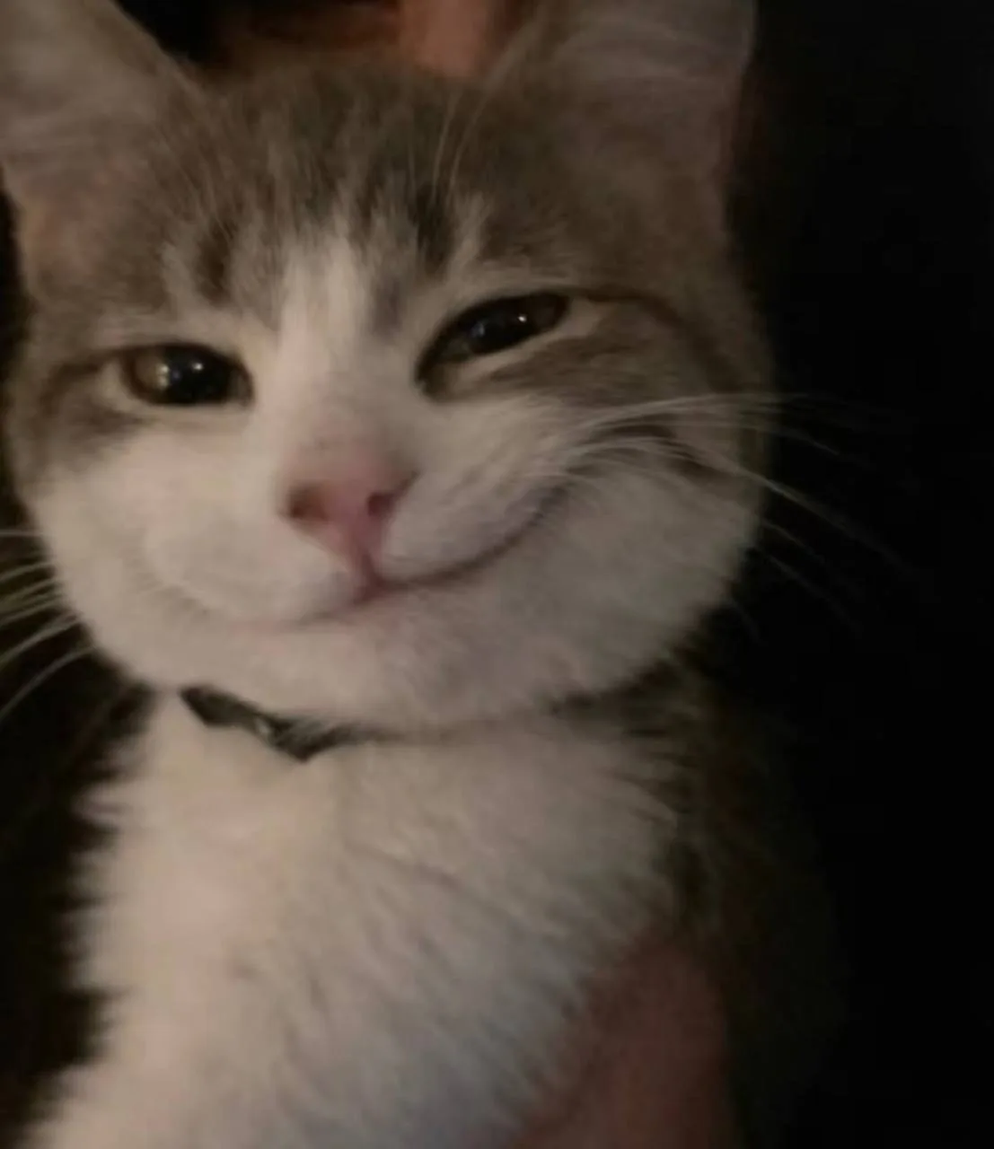 🐈❤️ Сегодня отмечается Всемирный день кошек!