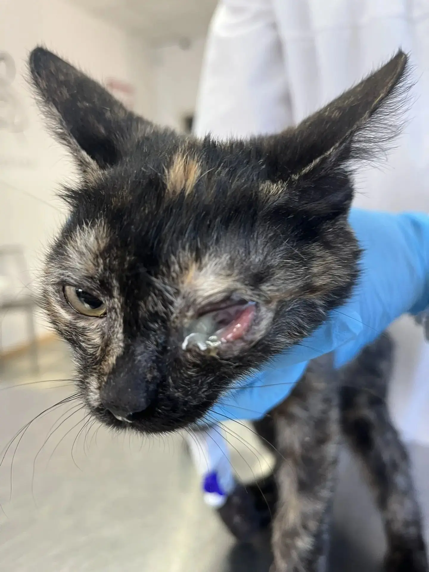 🏥👨‍⚕️👀Энуклеация у котенка 🐱— это хирургическая операция по удалению глазного яблок...