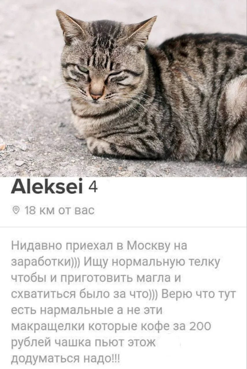 ‼️ В России появился кошачий тиндер — приложение, которое пристраивает животных из приюта