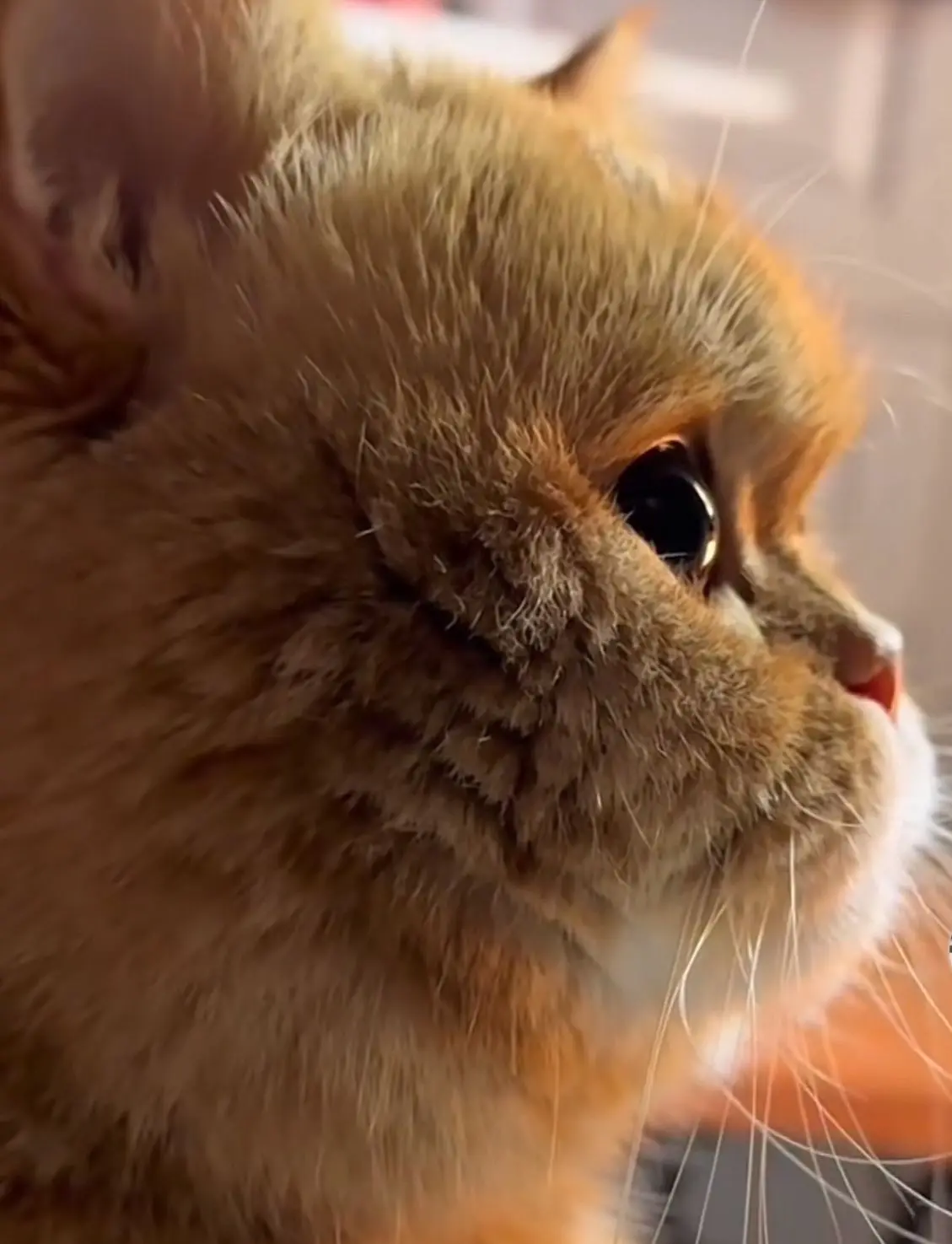 котовая щечка 🥺