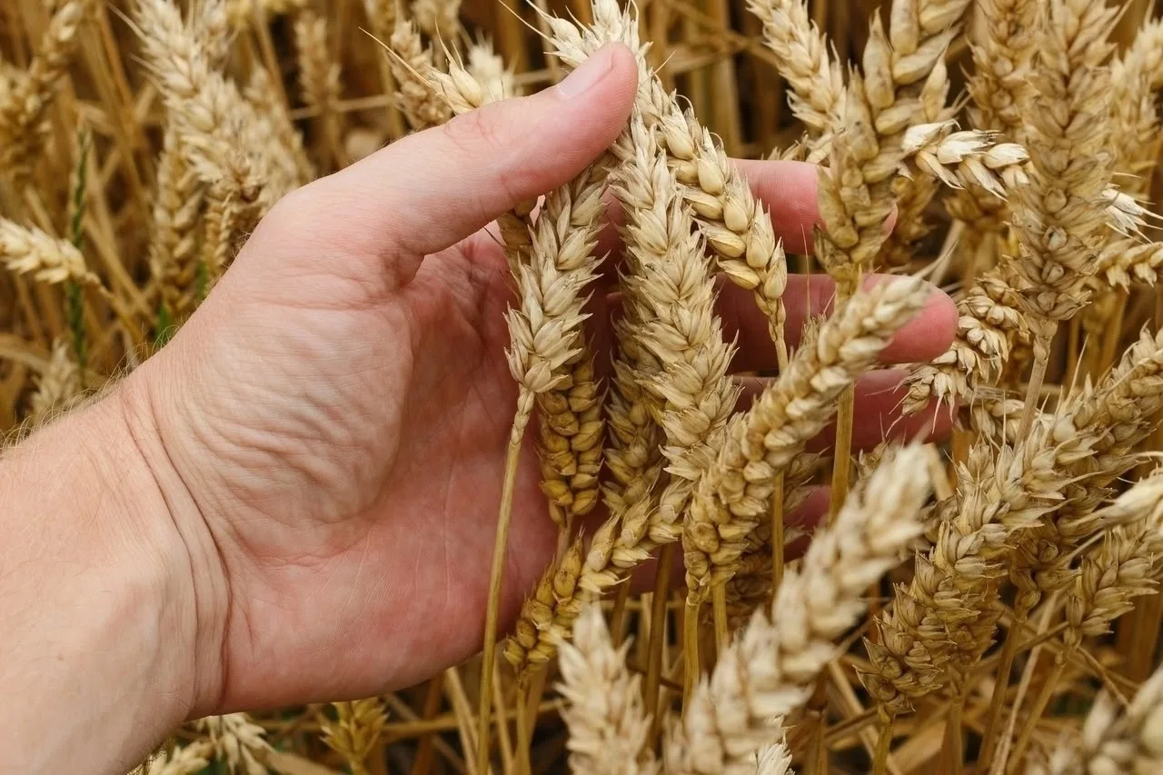 🌾Август — время сбора зерновых культур