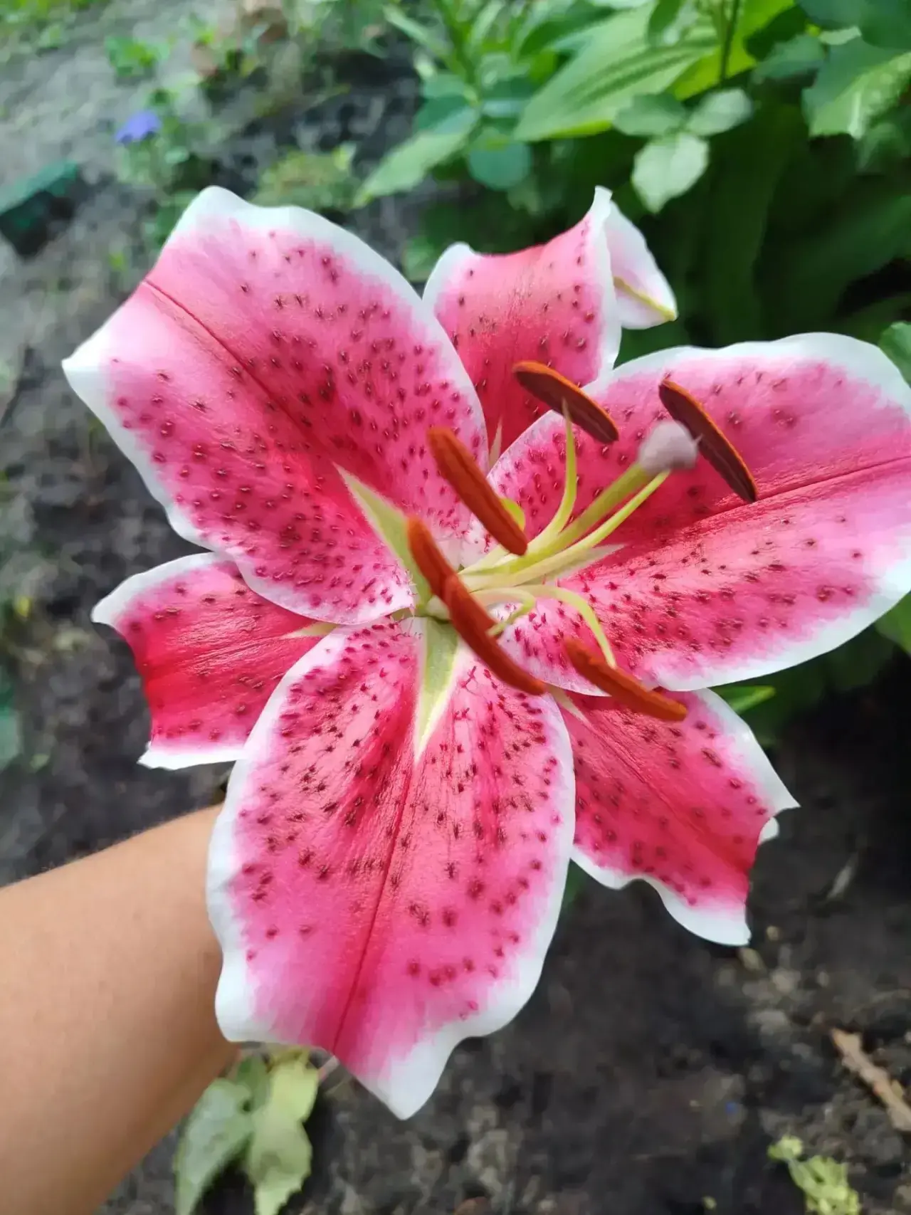 Яркое украшение нашей школы! 🌸

Лето продолжает радовать нас своей красотой, а территория нашей шко
