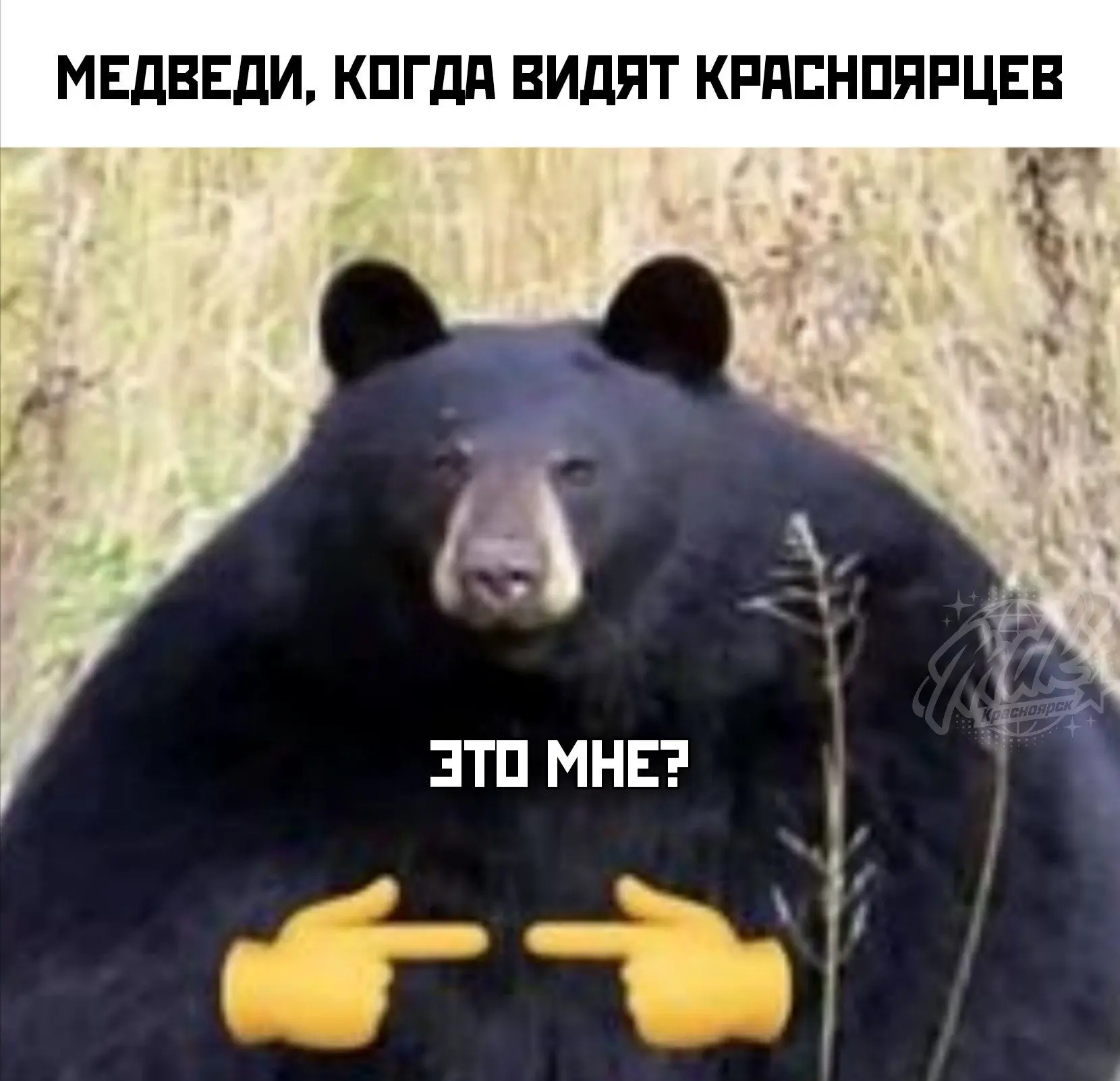 🐻 Медведей стало слишком много. А охотникам — слишком невыгодно