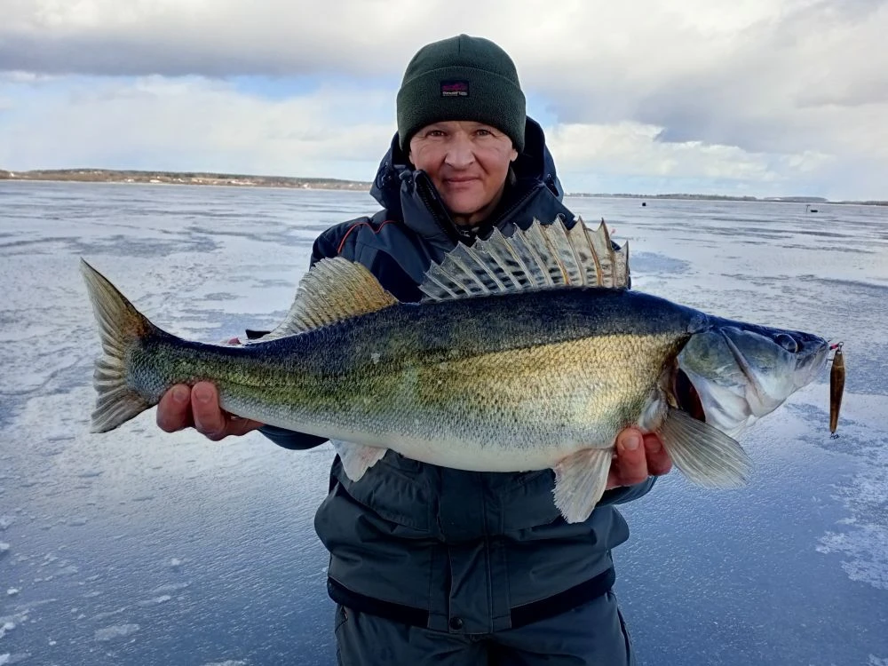 Судак подо льдом: погода решает 🎣❄️

Клёв судака зависит не от места, а от смены погоды. Ищем момен