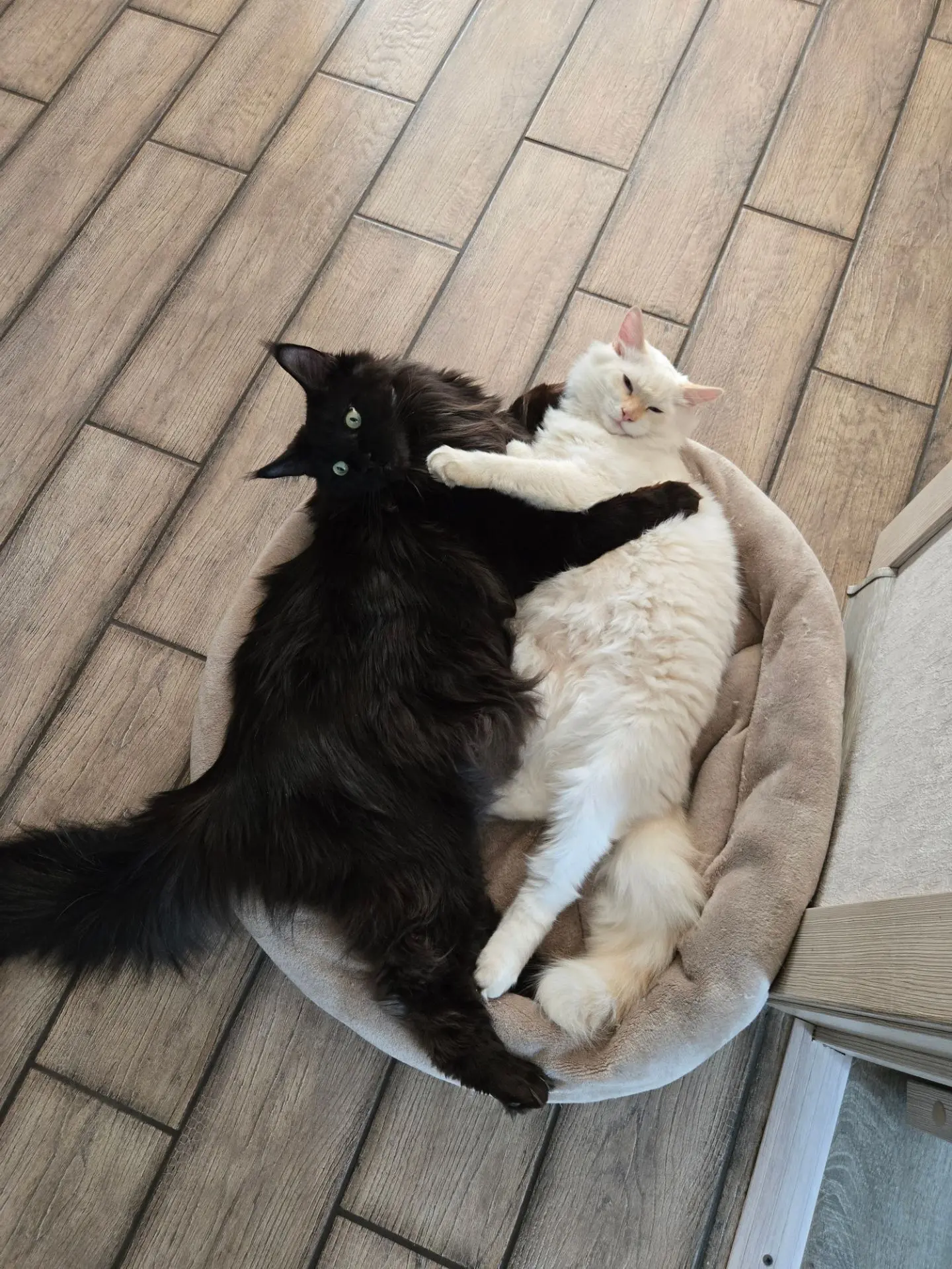 Уютного вечера от котиков ❤️❤️