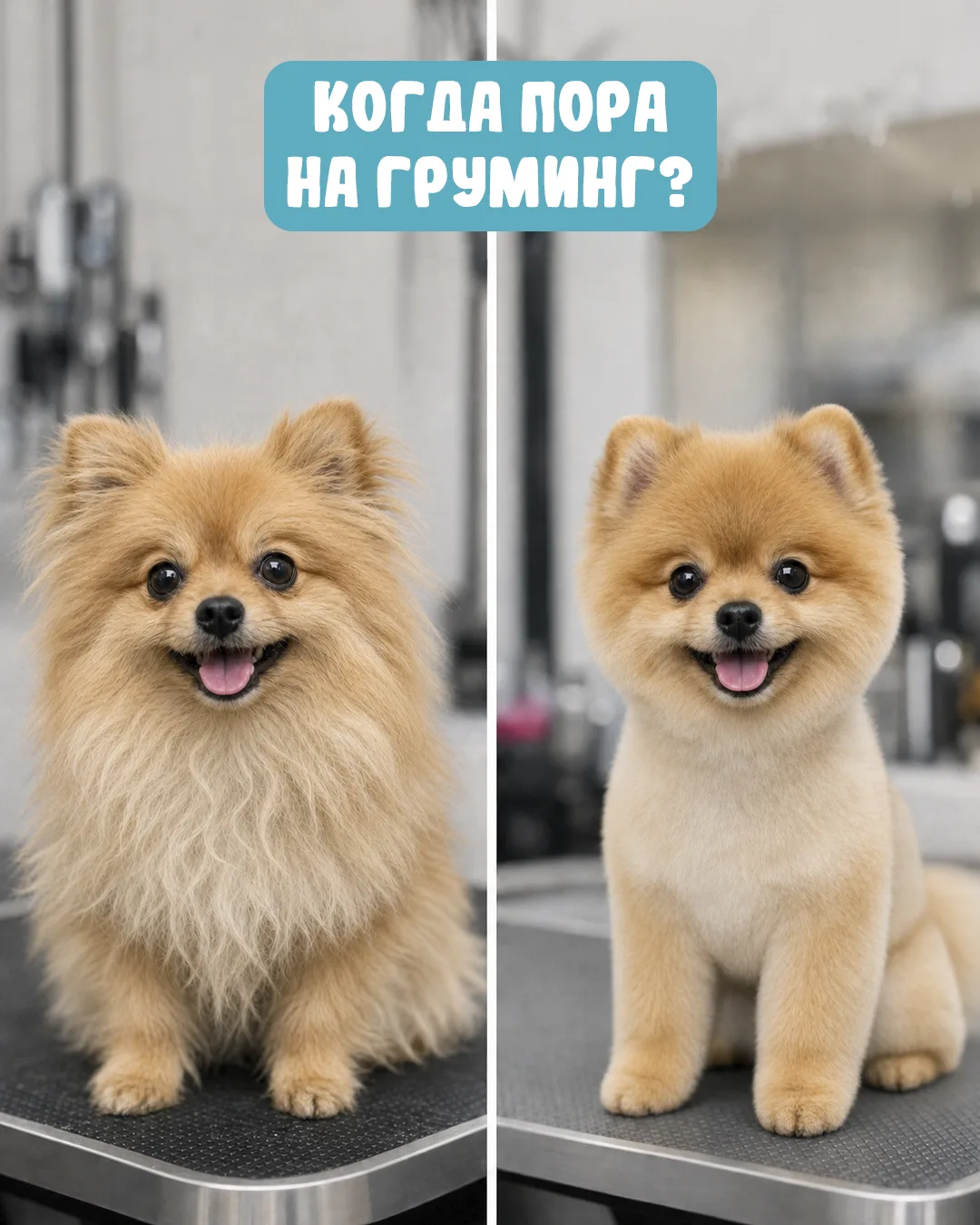 🐾✂️Регулярный уход за шерстью, когтями и кожей — это не только про красоту, но и про з...