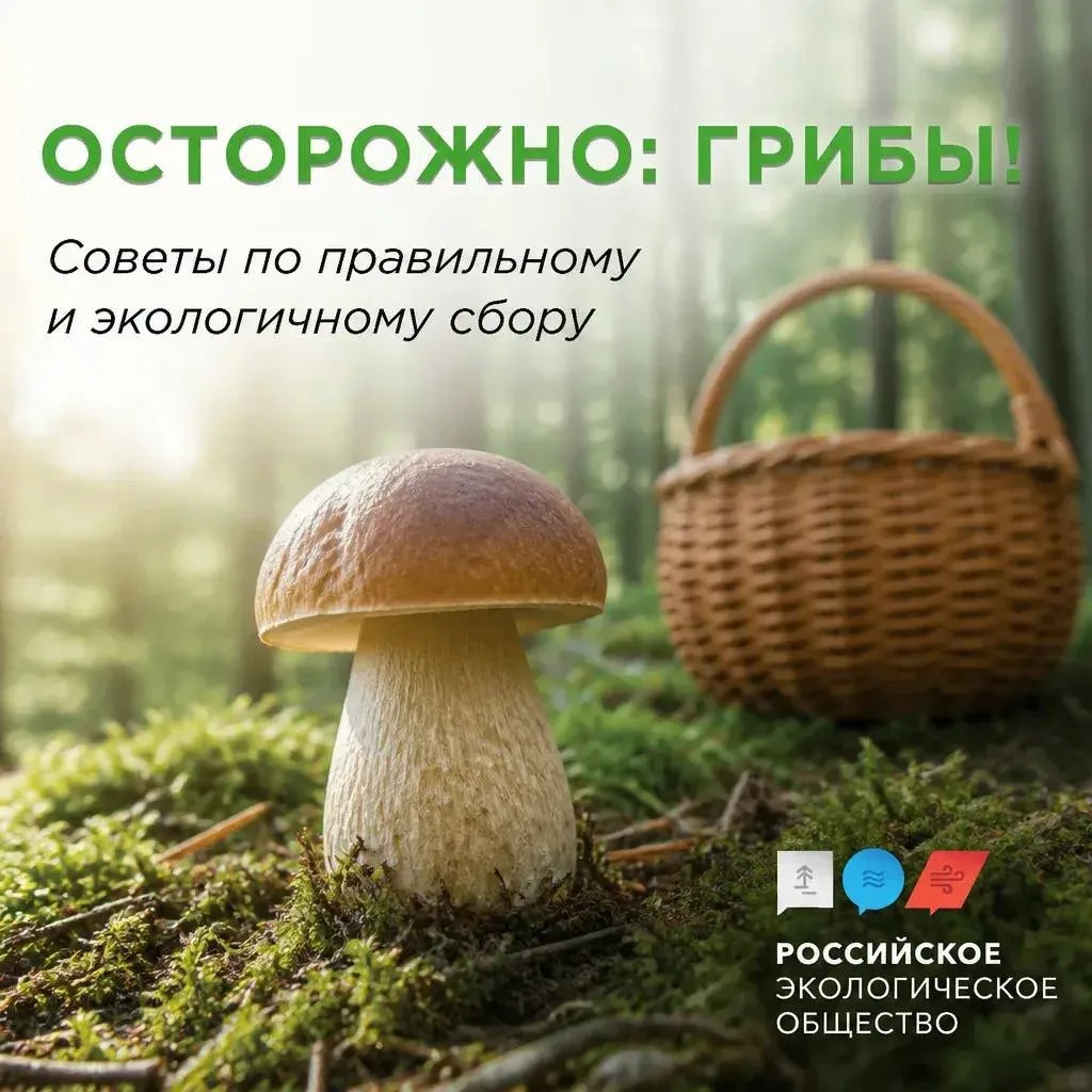 Осторожно: грибы!