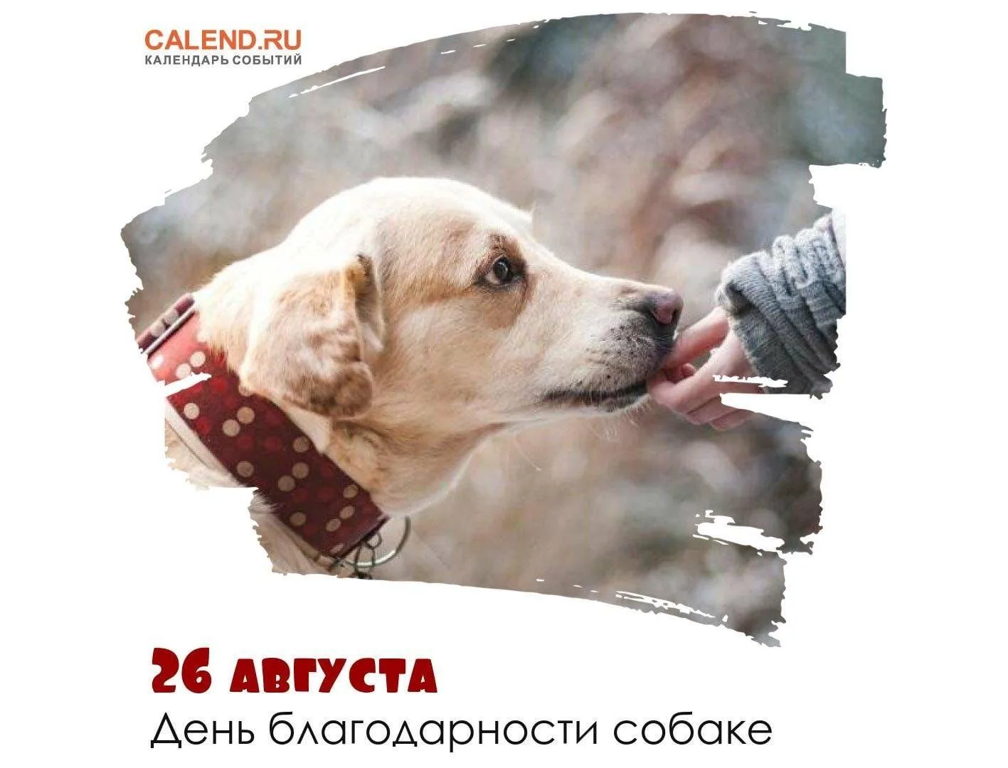Четвероногие друзья: как в детском саду отметили День благодарения собак!