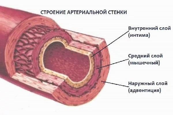 ⭐️ Строение артерий

Артерии по строению и функциональному назначению отличаются от вен. Так, стенки