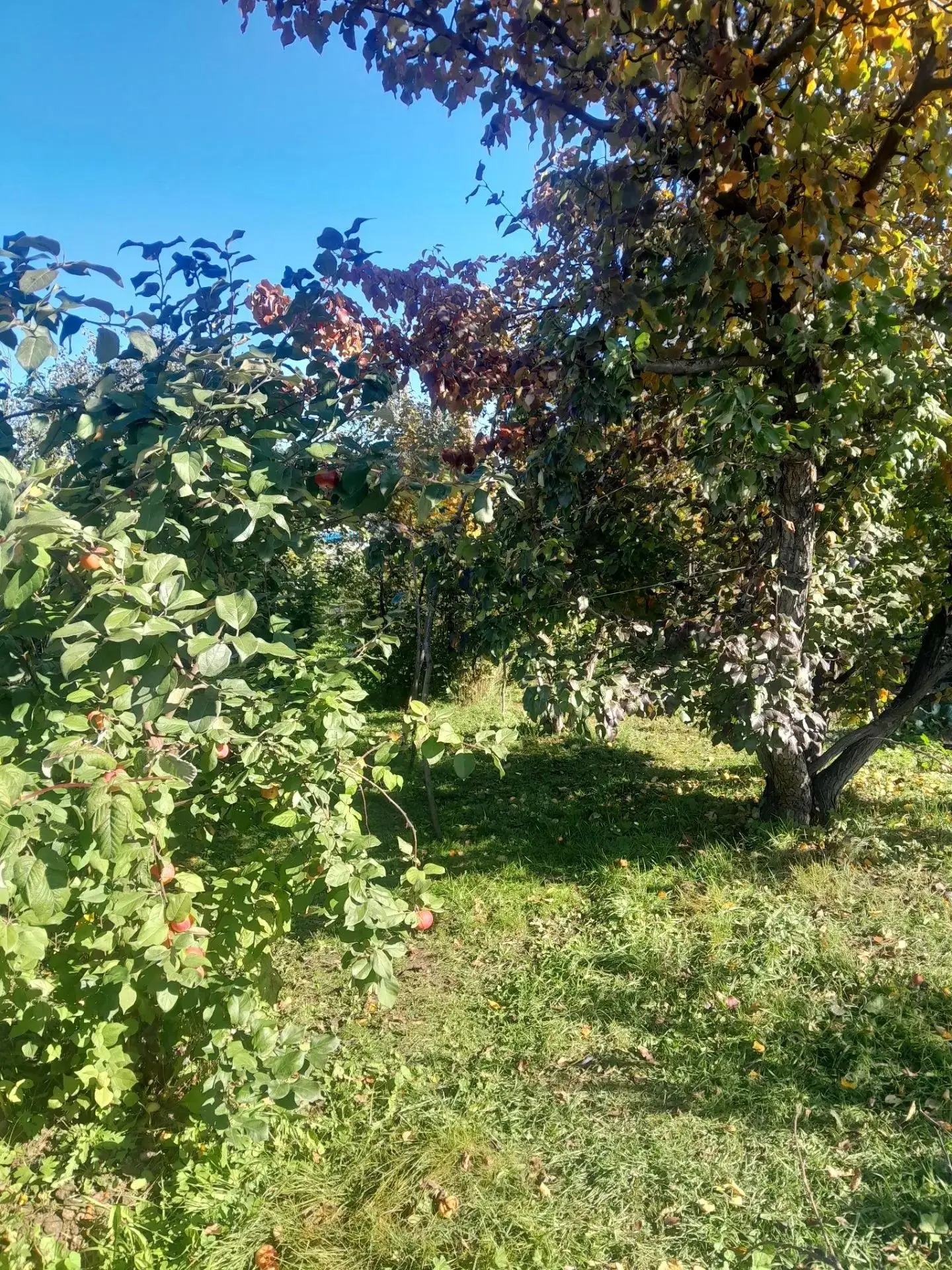 📝"Кудара"