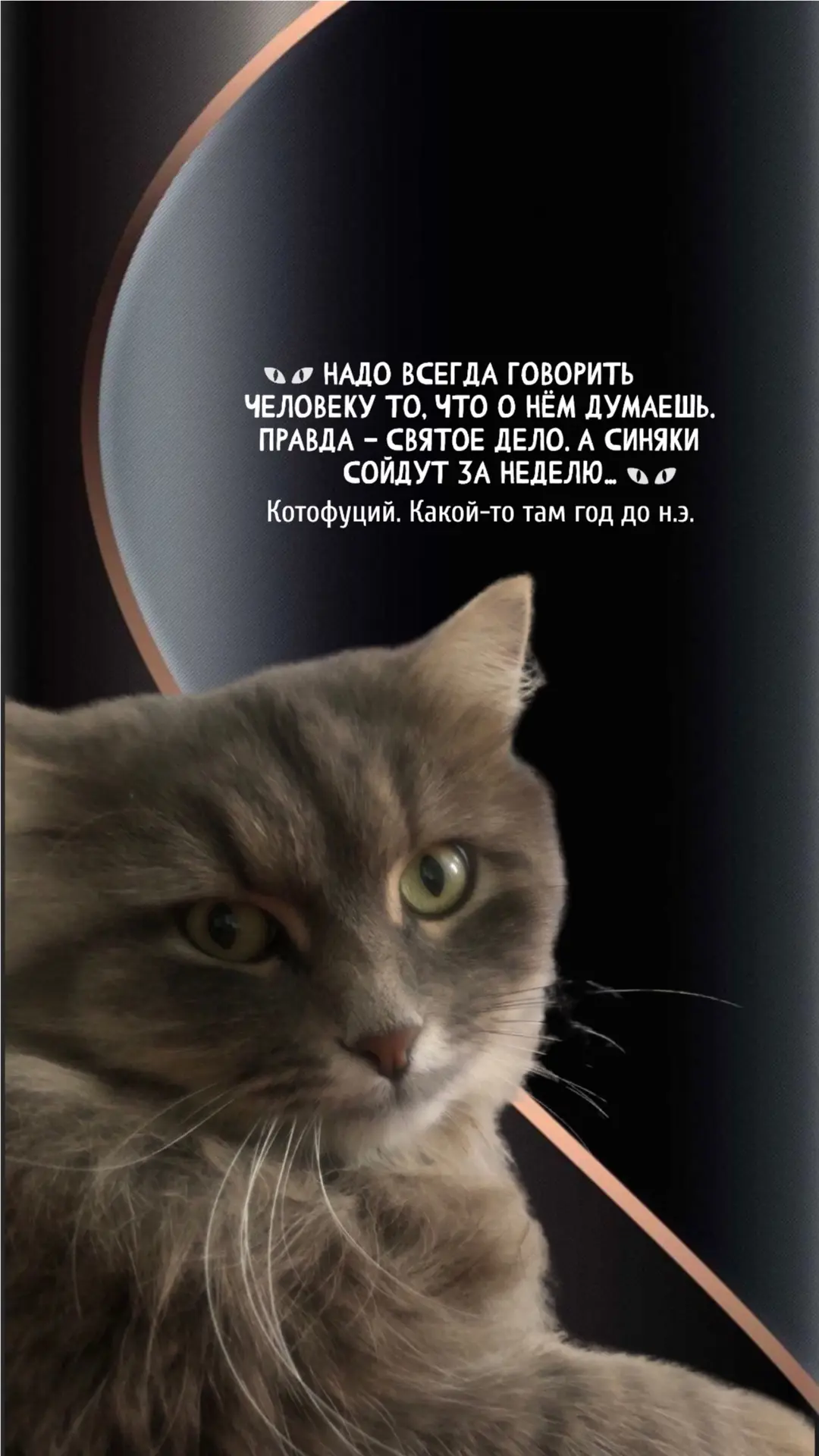 #котофуций #юмор