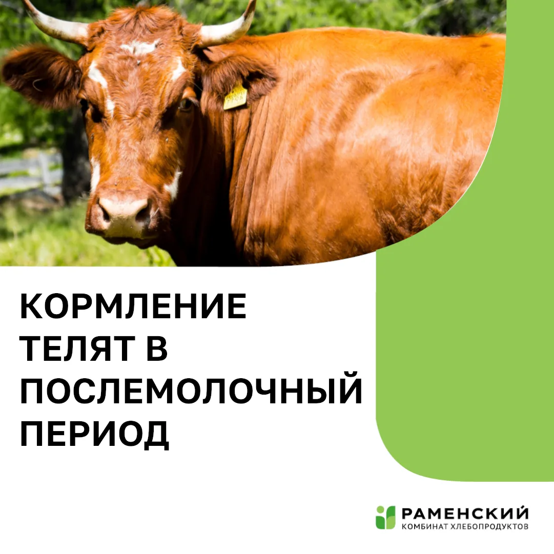 С шестимесячного возраста тёлочек и бычков обязательно выращивают раздельно. В это врем...