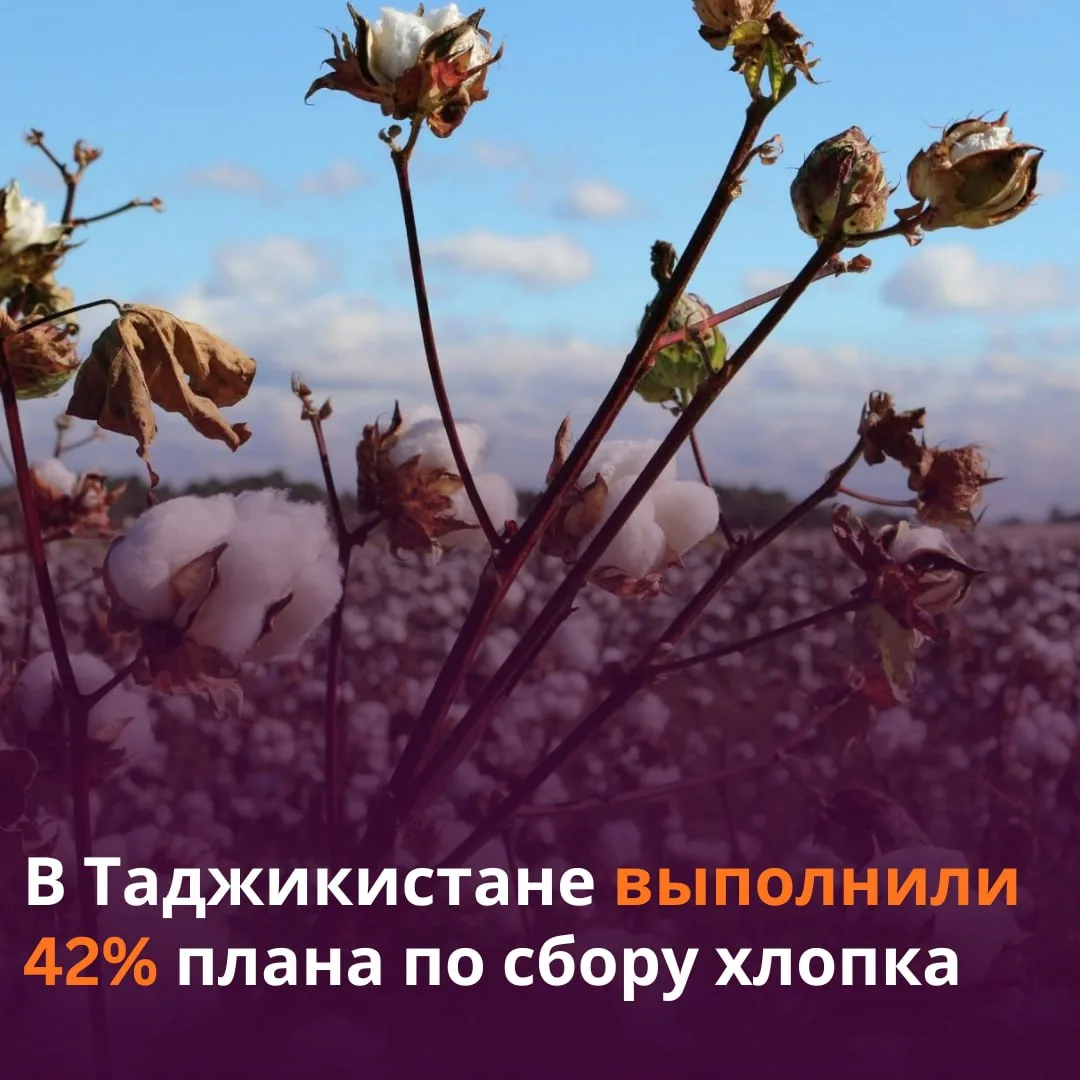 🚜 В Таджикистане собрали более 166,5 тыс. тонн хлопка.