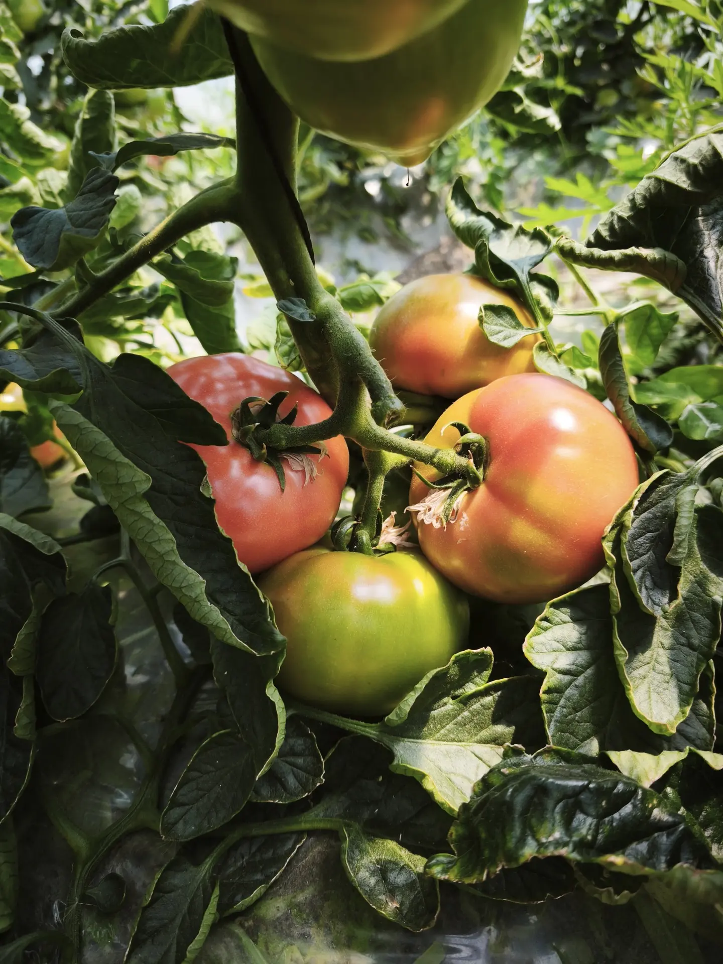 🍅 Всего немного времени — и наши помидорки будут у Вас на столе!

🍅 Спеют, краснеют, набирают вкус