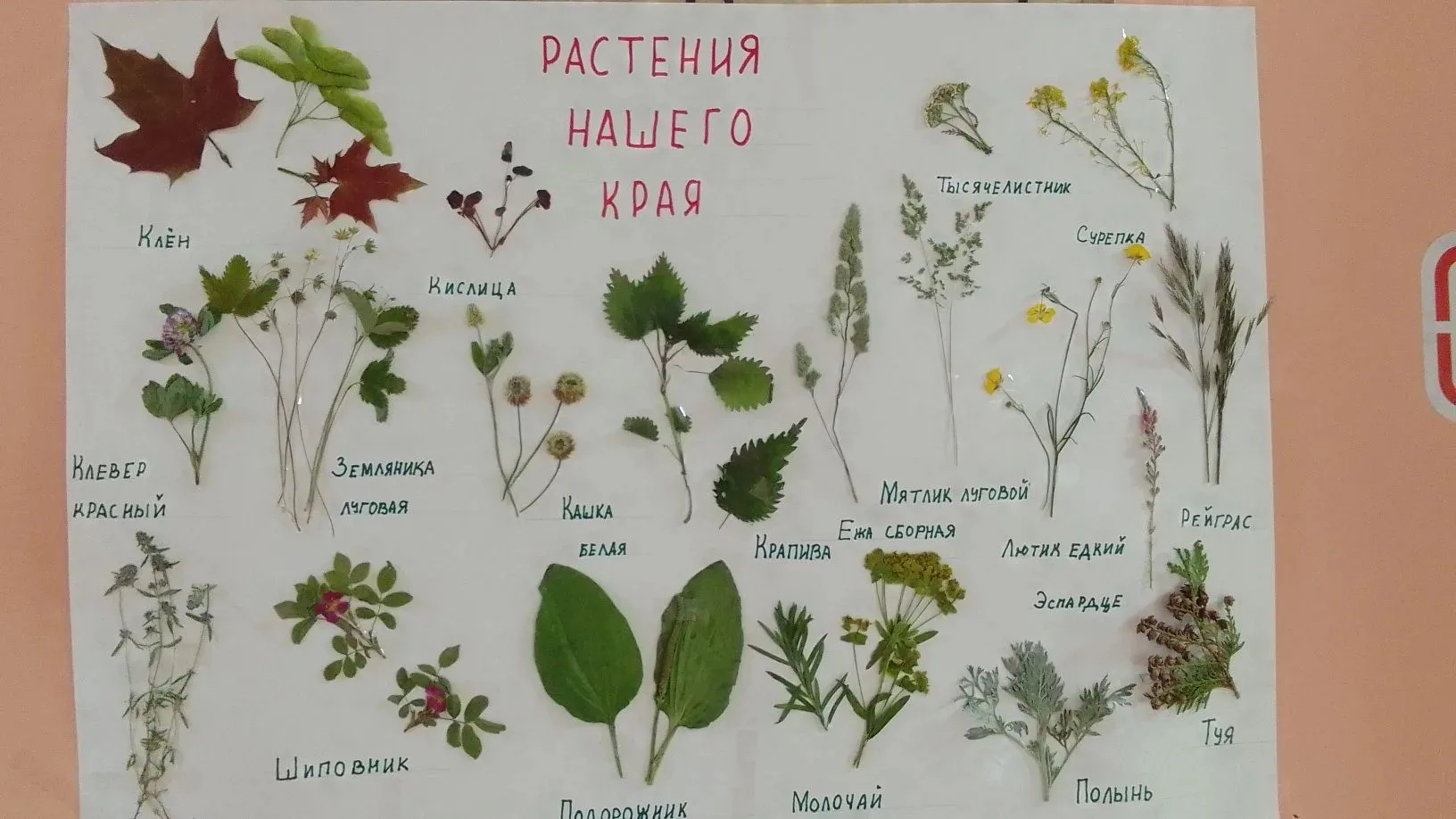 🌿 «Тропа туриста» в лагере «Солнечный» в филиале с. Тюшевка: учимся, исследуем и бережем природу! 
