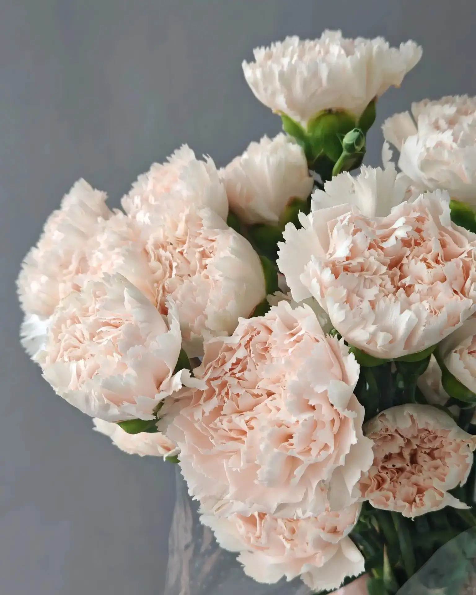 ДИАНТУС

Название диантус звучит как некая экзотика.🌿

🌸А в переводе - это наша любимая гвоздика, 