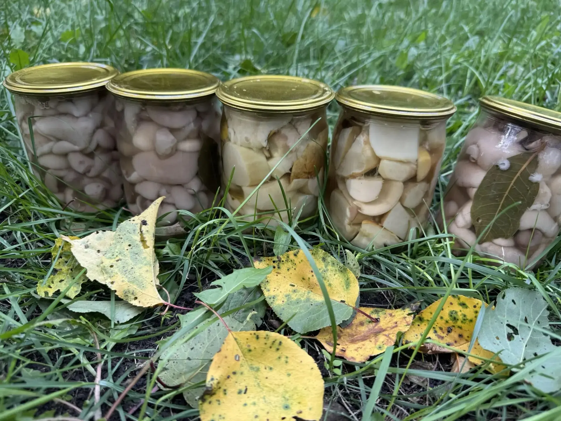 Продам вкусные маринованные грибочки, собраны в экологически чистом лесу Ростовской обл...