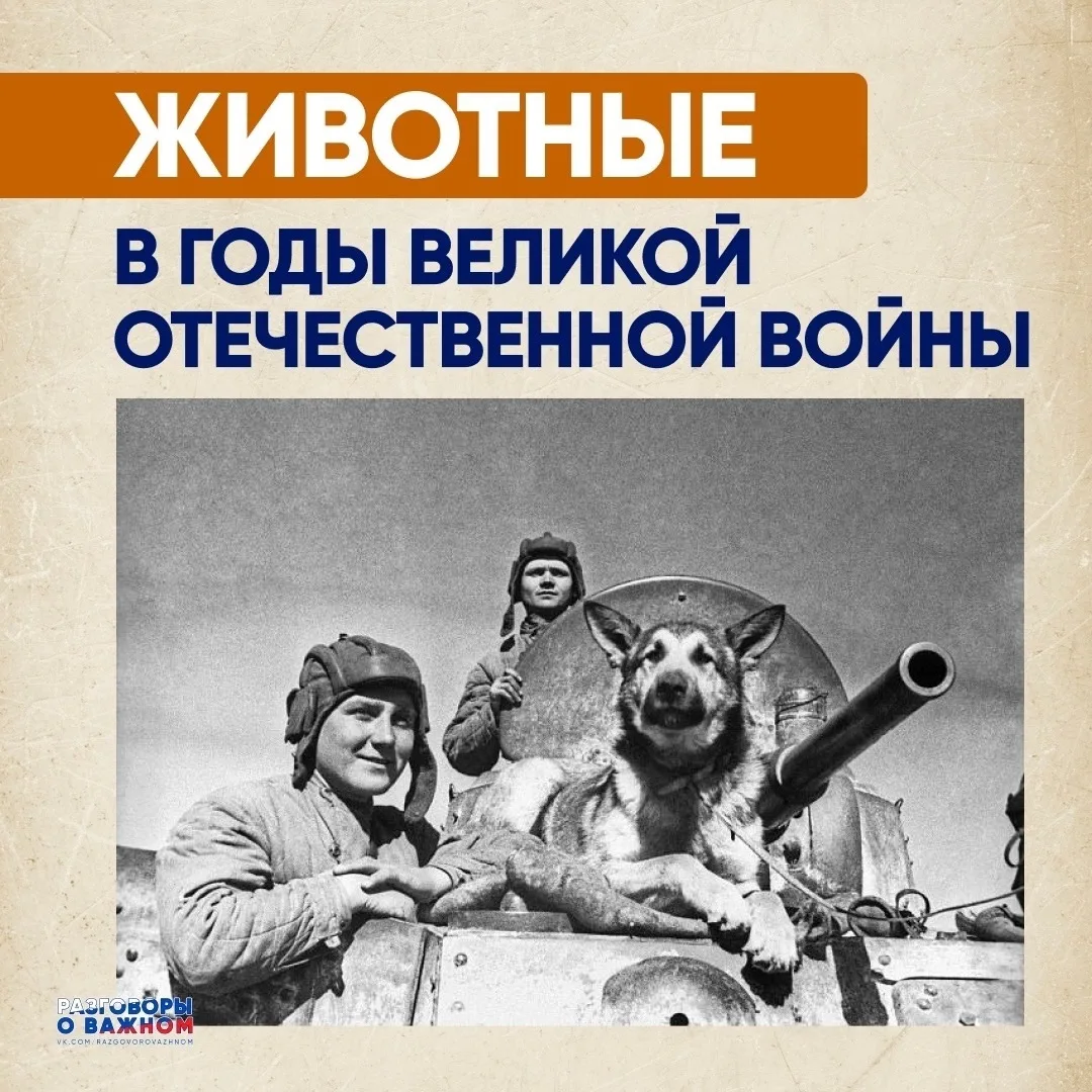 Животные в годы Великой Отечественной войны