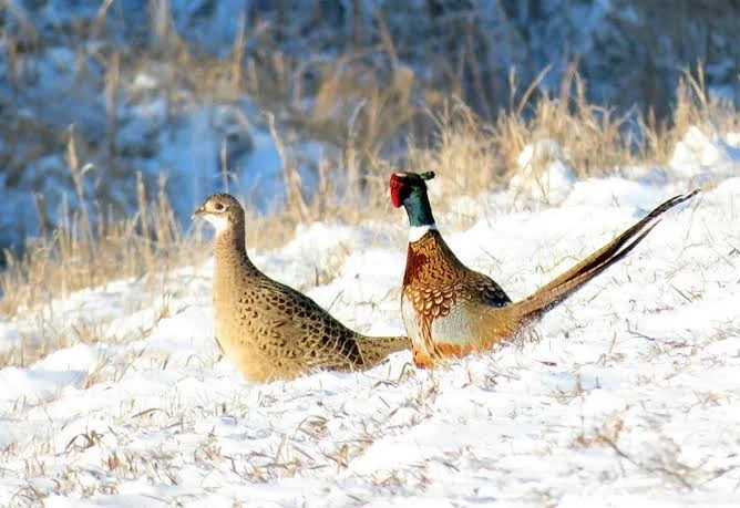 В Амурской области из-за резкого сокращения численности фазанов изменены правила охоты

В Амурской о