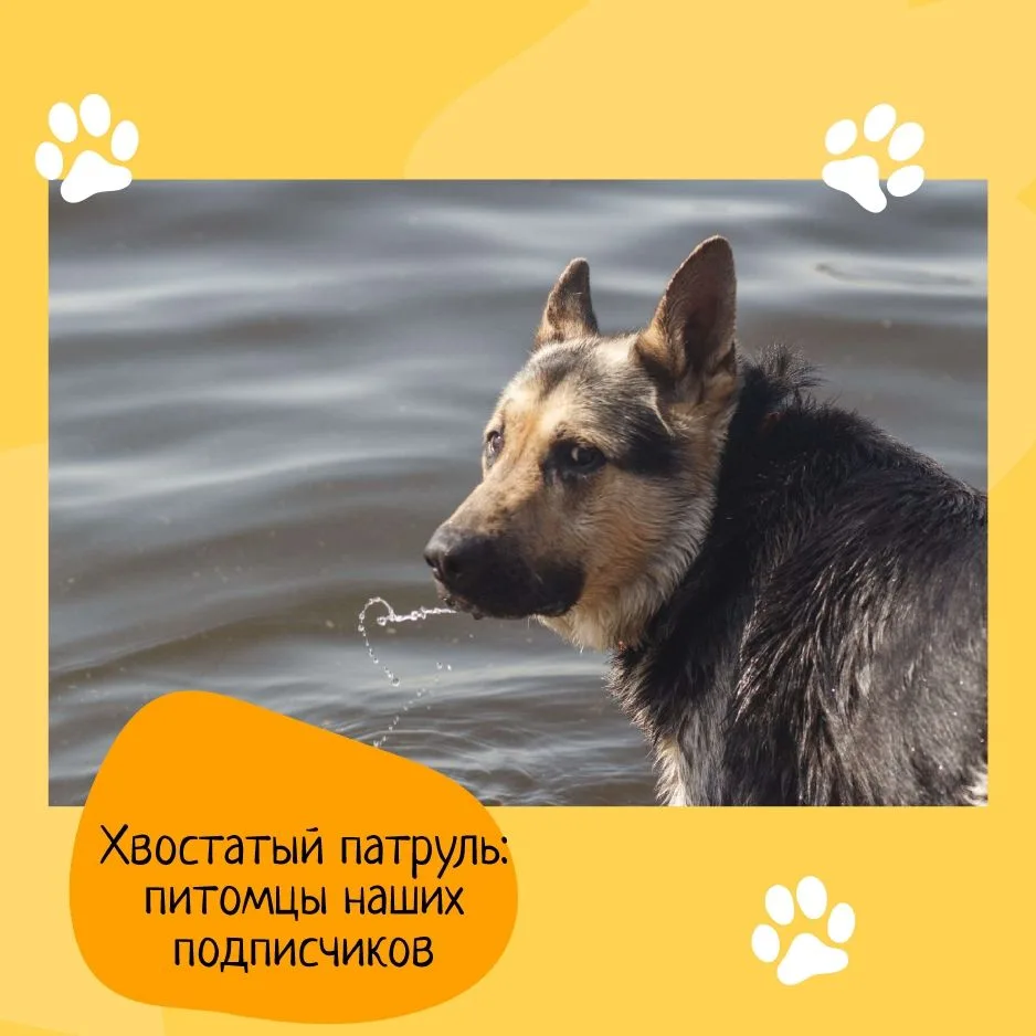 📸 Хвостатый патруль: Знакомьтесь, Хан!