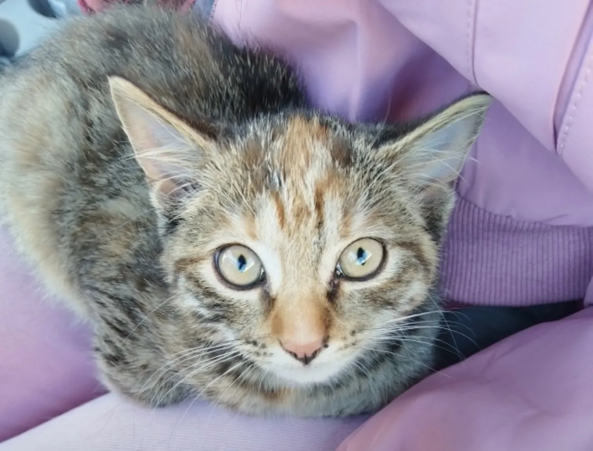 Ищем дом котёнку🤗