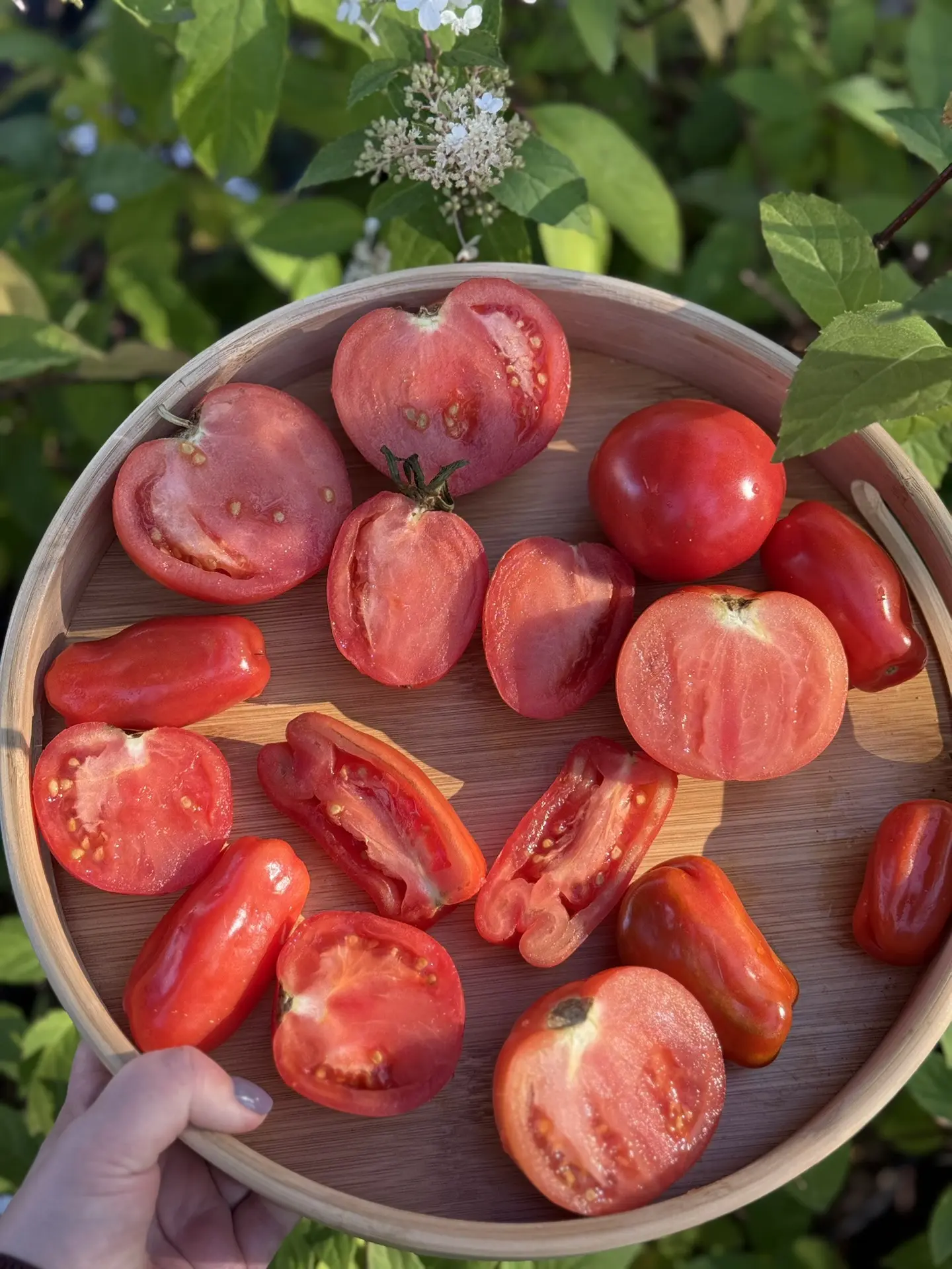 🍅 ТОМАТЫ, КОТОРЫЕ ПРОШЛИ НАШЕ ИСПЫТАНИЕ В АРХАНГЕЛЬСКЕ!