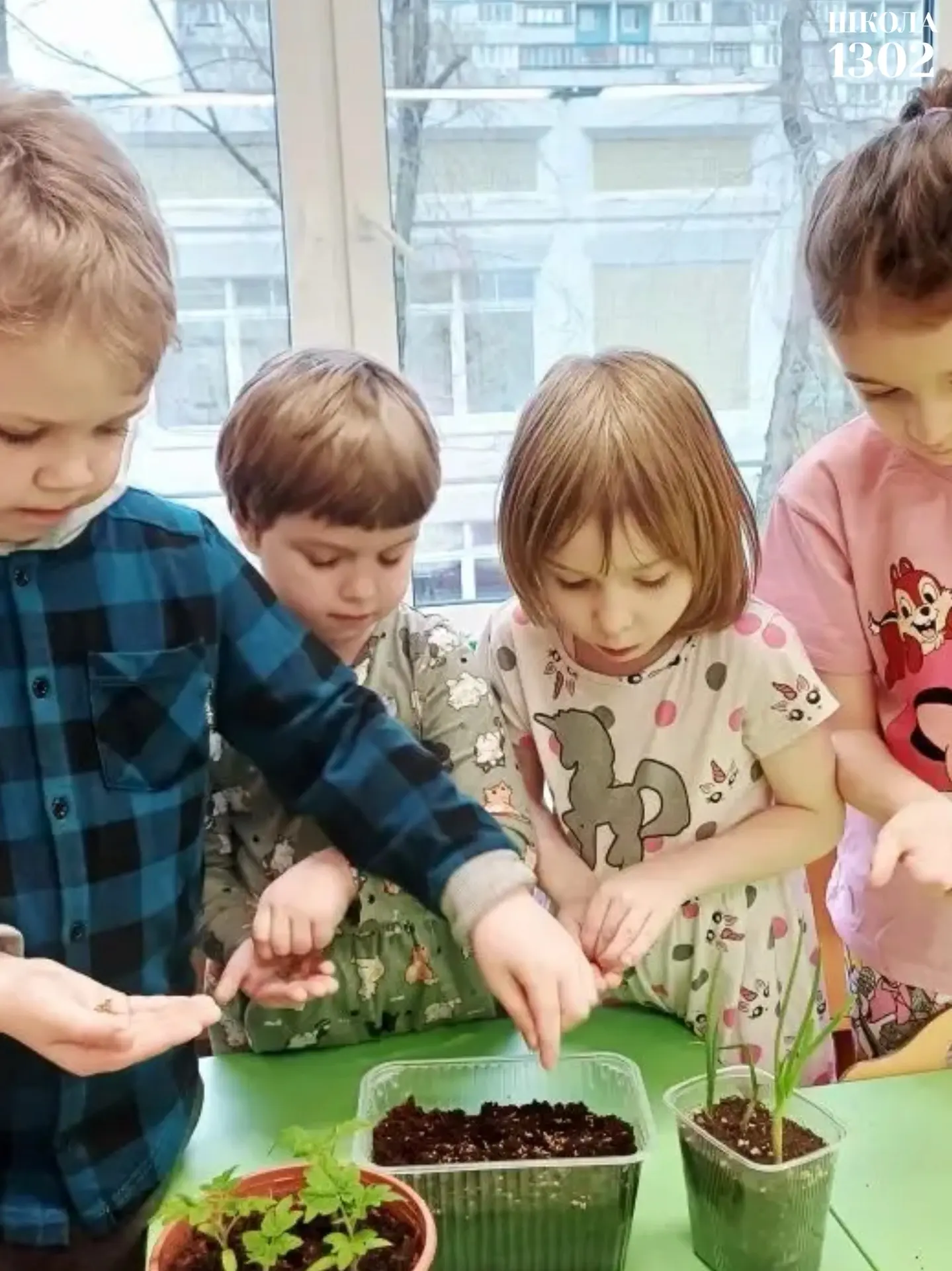 🌱 ОГОРОД НА ПОДОКОННИКЕ  В дошкольных группах ребята вместе с родителями и воспитателями посадили на