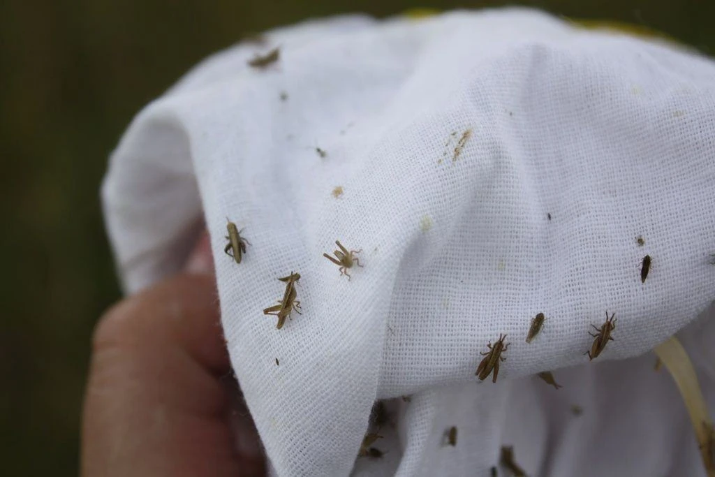 🦗Нестадные саранчовые - под постоянным наблюдением.

Как рассказали в филиале Россельхозцентра по Х