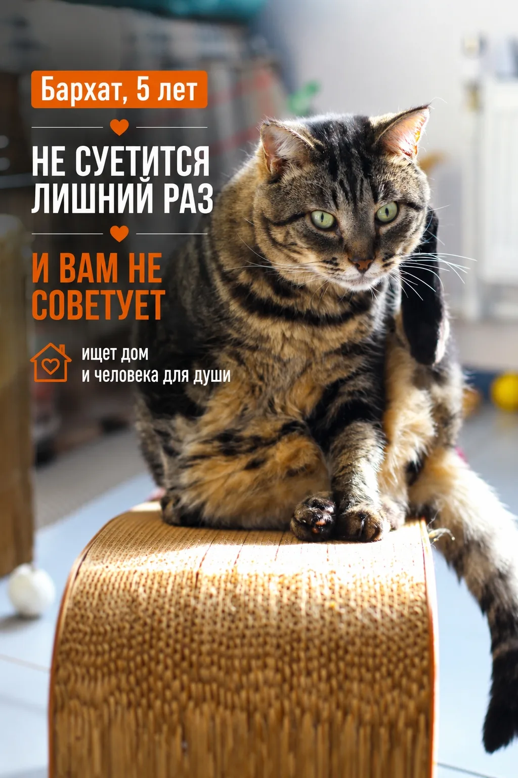 С Бархатом будет спокойно.