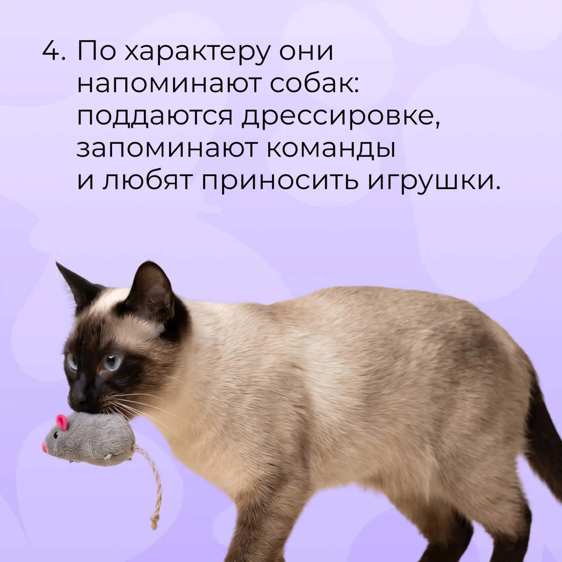 А вы знали эти факты о сиамских котах?🐈