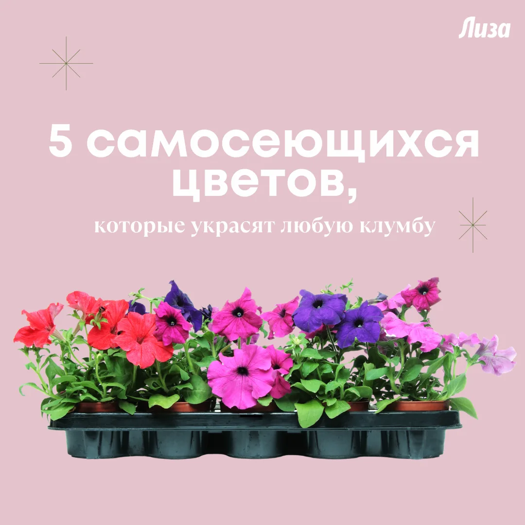 Самосеющиеся цветы из нашей подборки достаточно однажды посадить, чтобы наслаждаться пы...