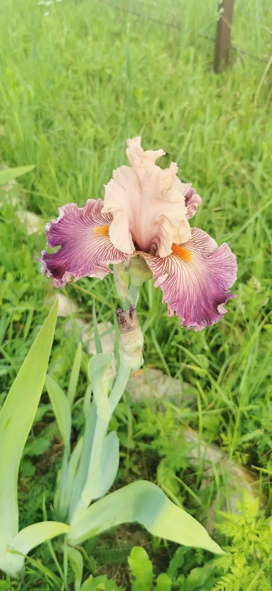 Заключительный аккорд этого сезона. 💓 Ирис-спам окончен)