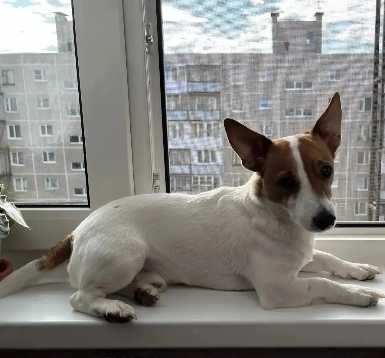 🐾 Сегодня День защиты животных! Они встречают у двери, ждут нас дома и любят без лишни...