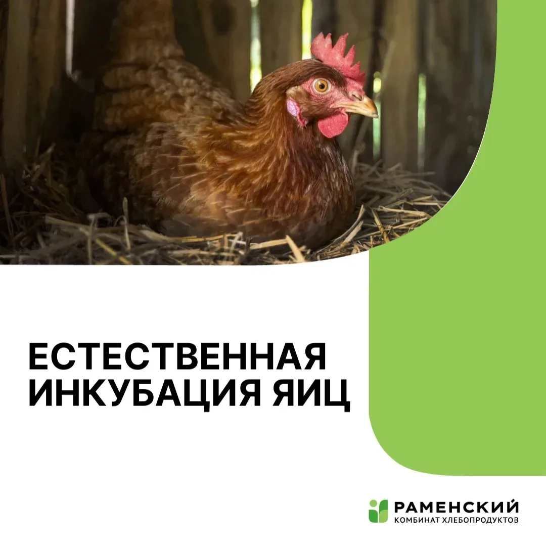 Естественная инкубация. Как успешно вывести молодняк?