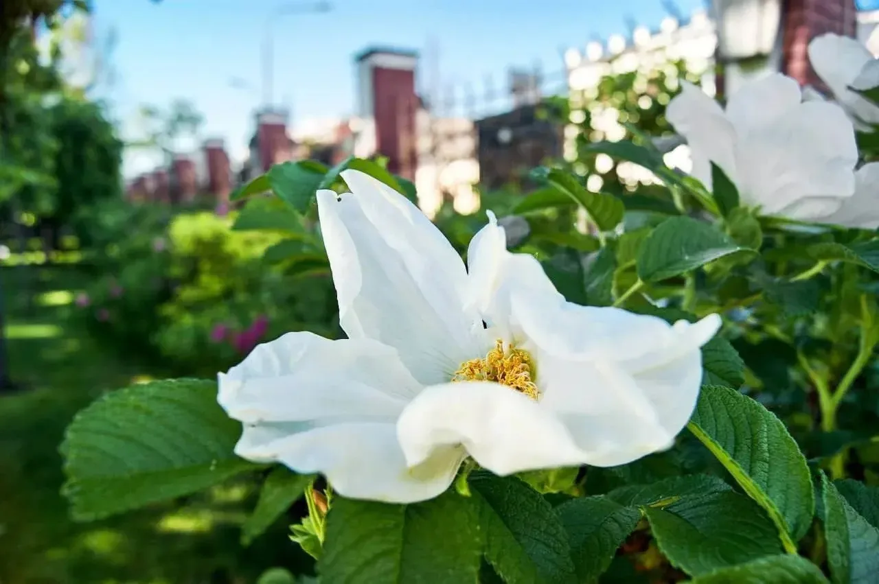 🌷Немного цветочного настроения, чтобы день заиграл ярче.