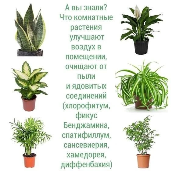 🪴🌴🌿Растения, которые улучшают воздух дома